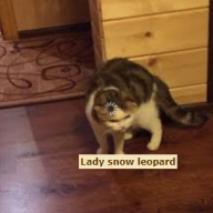 Lady snow leopard