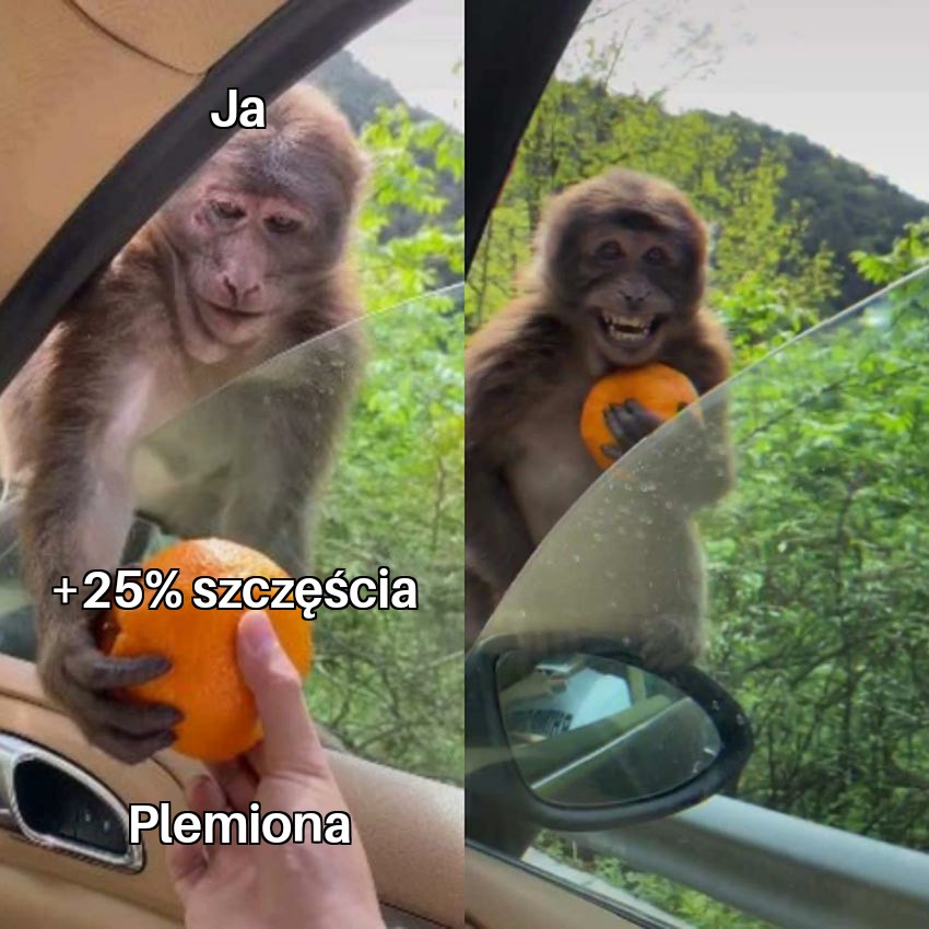 Monkey Receiving An Orange 25092020000237.jpg